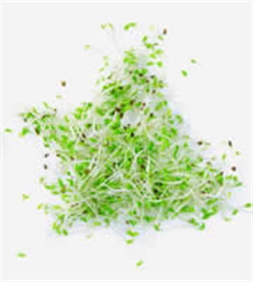 ALFALFA SPROUT 100-120GM PUNNET
