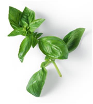BASIL 100GM BAG
