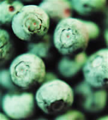 BLUEBERRIES PUNNET