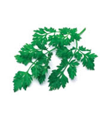 CHERVIL 100GM BAG