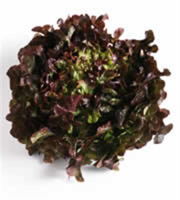 LETTUCE RED OAK EACH