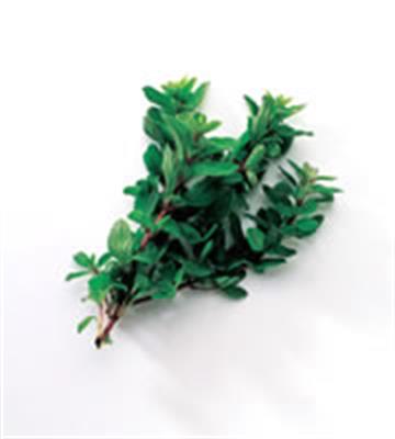 MARJORAM 100GM BUNCH