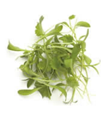 MICRO CORIANDER PUNNET