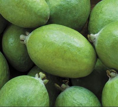 FEIJOA KG